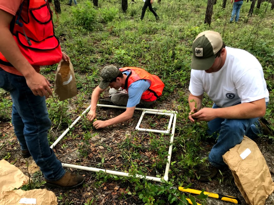 Auburn forestry student clipping vegetation plots