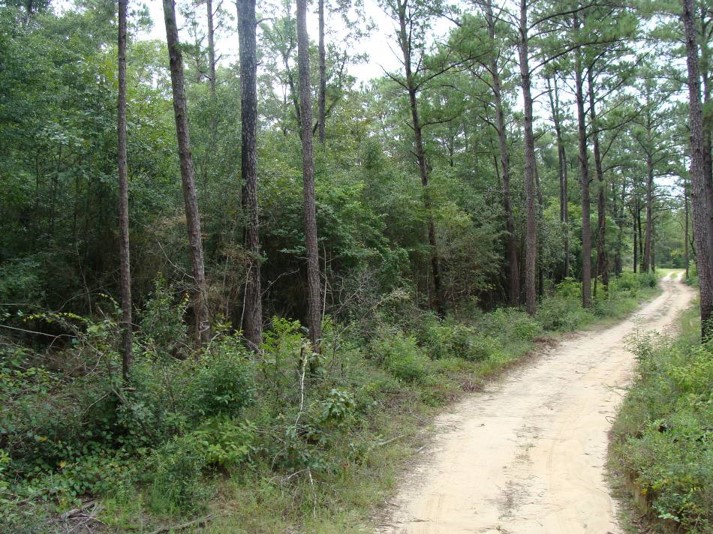 a dirt woods road with the left side showing a history of no prescribed burning; a woody midstory and understory with a mixed pine hardwood overstory