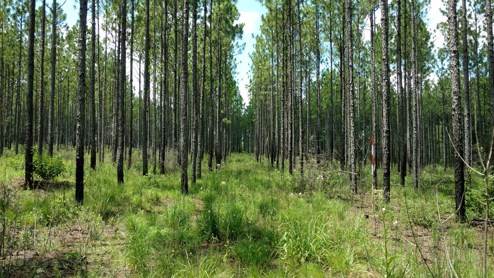 longleaf pine stand after thinning, herbicide treatment, and prescribed fire