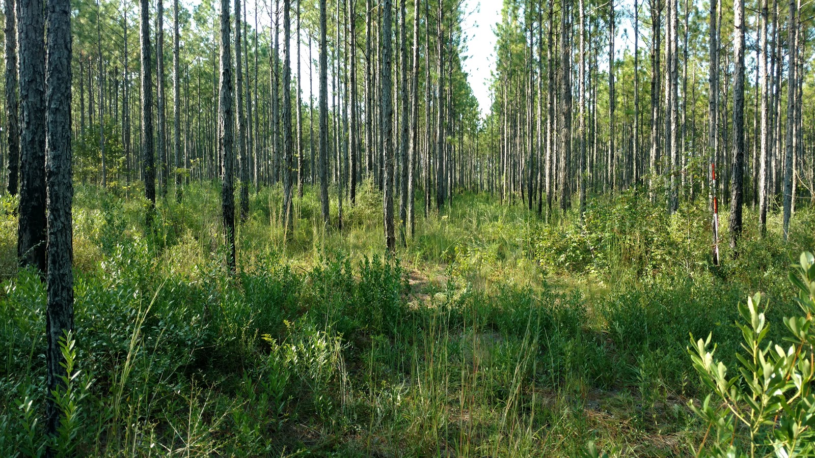 longleaf pine stand after thinning before a herbicide treatment