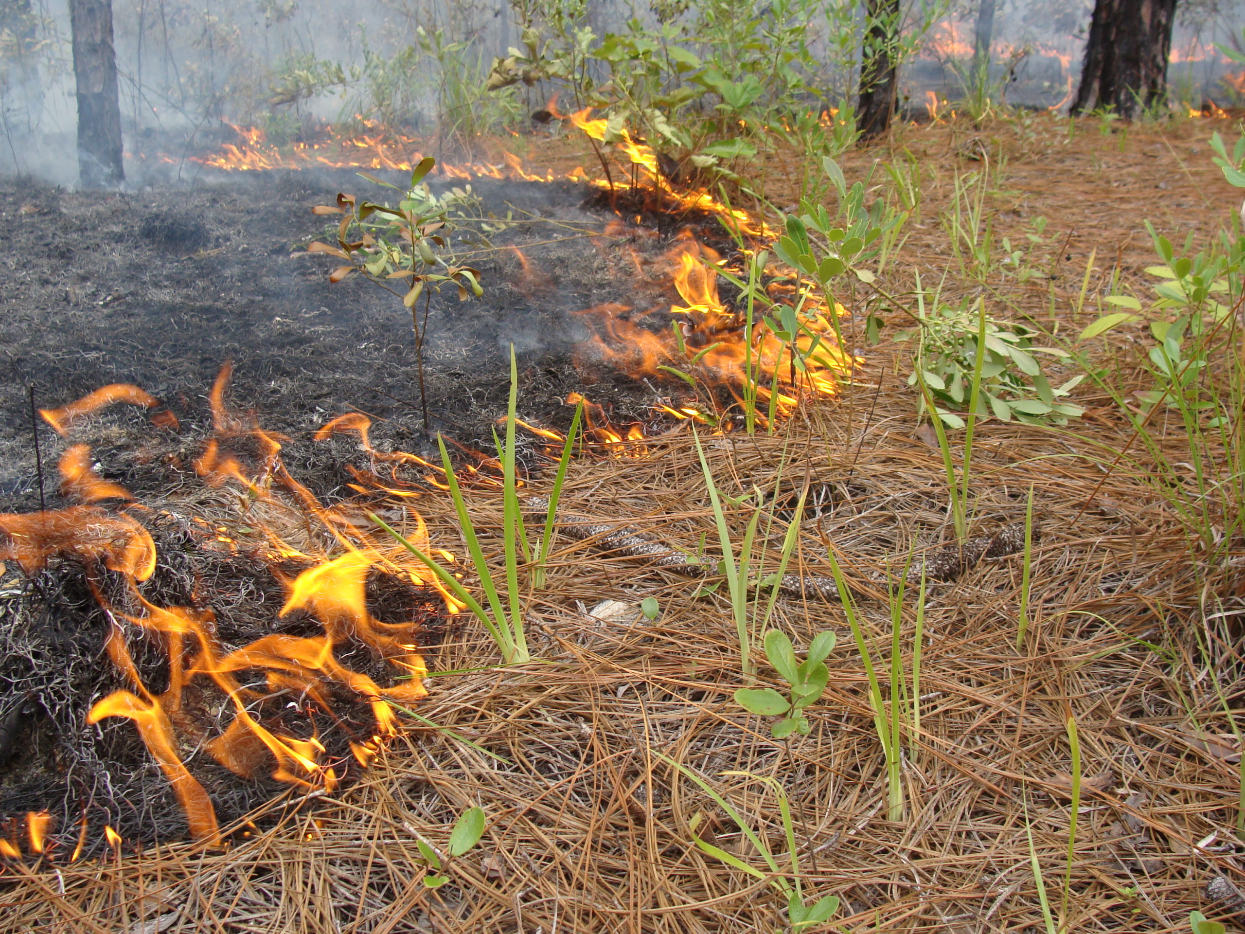 prescribed fire backing across native understory