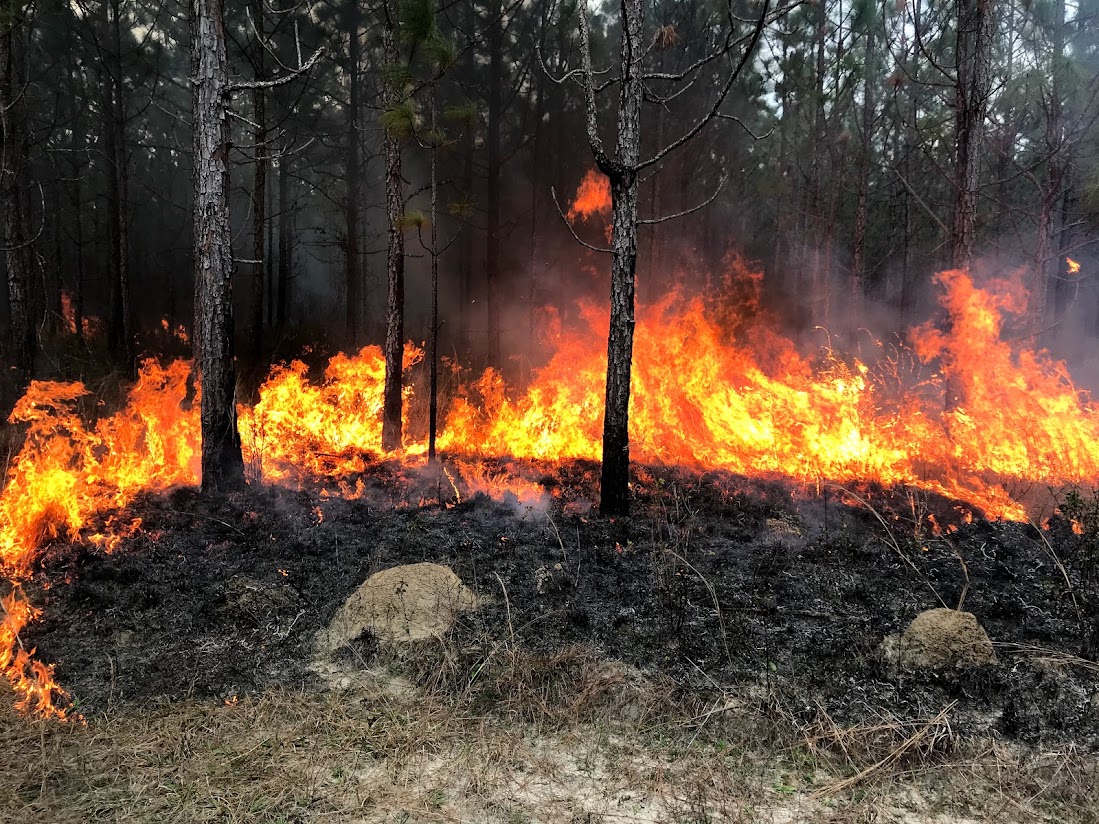 prescribed fire in a longleaf pine plantation