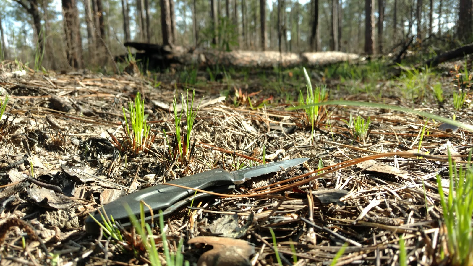 young longleaf seedlings emerging through the pine straw with a pocket knife for scale