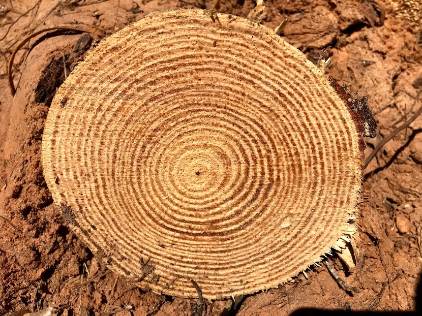 Cross section of a pine tree stump