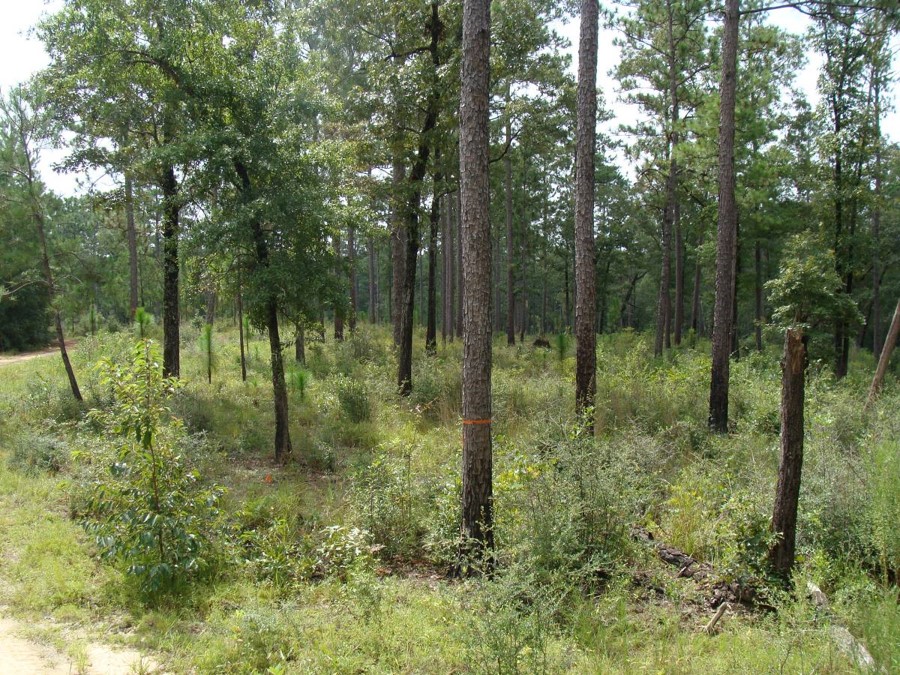 a woods road with the right side of the demonstrating prescribed fire with mixed pine and hardwood overstory with native understory included grasses, forbs, and some broadleaf hardwoods
